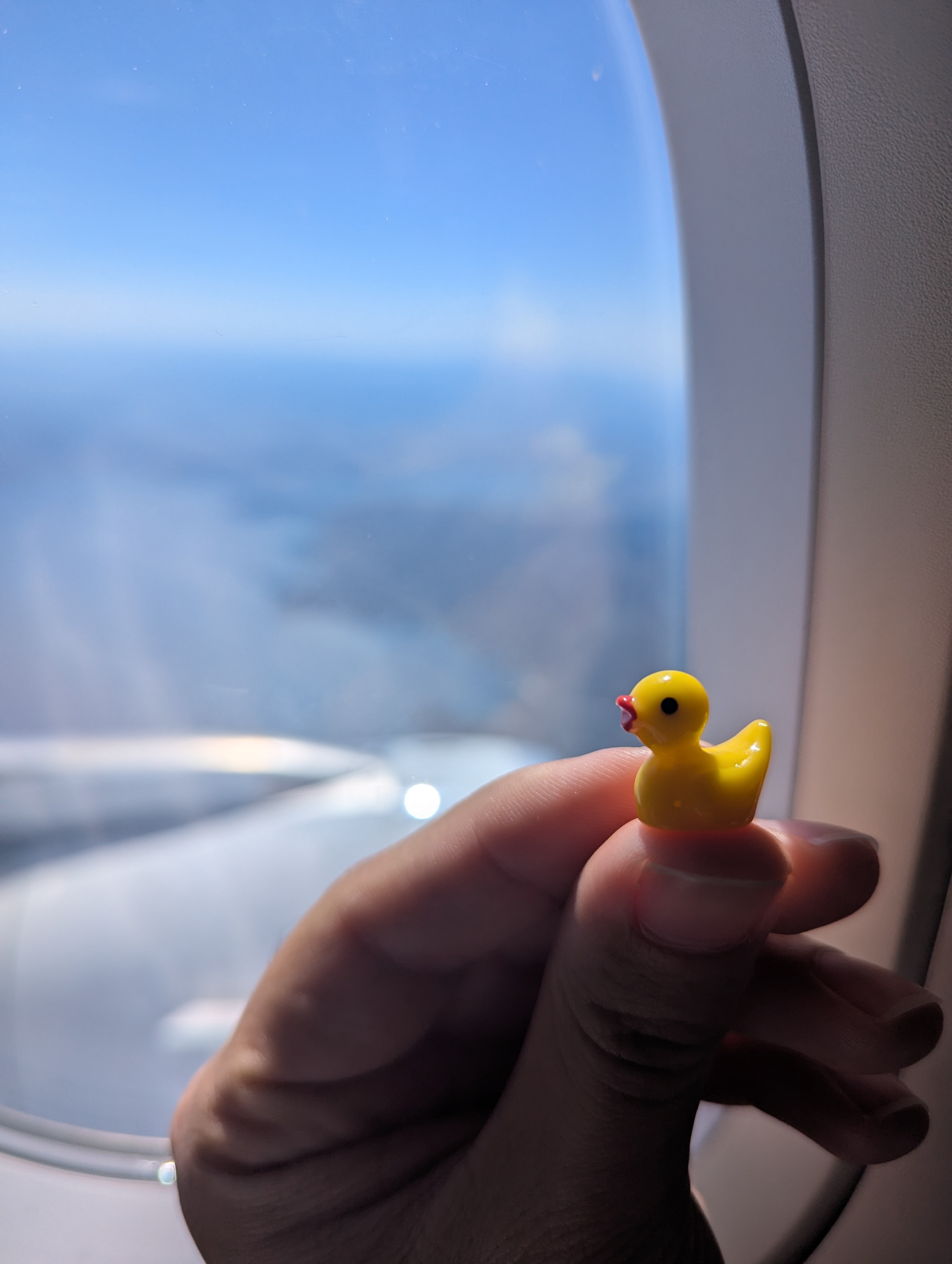 Looking around a bit - how is this huge bird even flying?!